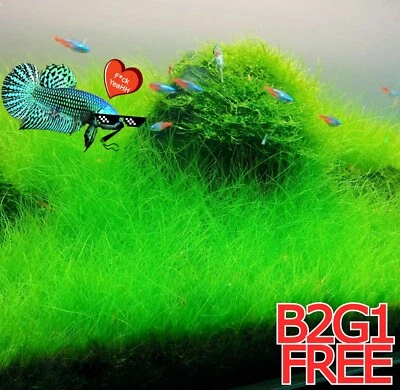 NEW LIVE AQUARIUM PLANT SEEDS | Fish Tank Water Grass Ground Covering Plant Seed