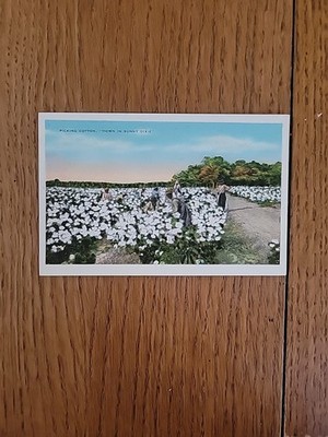 Postcard Picking Cotton Down in Sunny Dixie USA