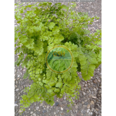 Athyrium (Frauenhaarfarn) eBay