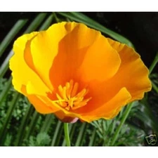 Poppy California Orange Nice Garden Flower BULK Wholesale 25,000 Seeds
