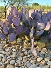 Specialty Catus Cuttings Your Choice In 3 Types Plant — photo 3