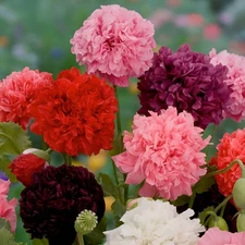 1,000 Double Mixed - Double Peony Poppy Seeds - Multi Color Classic Breadseed