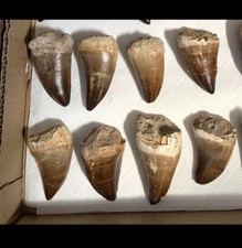 Top quality 8 tooth Mosasaur 6 Cm 7 Cm large marine Mosasaurs Real fossil