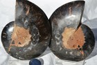 Large Black Ammonite PAIR Deep Crystals 110myo FOSSIL LRG 93mm 3.6"  9395ee — photo 5