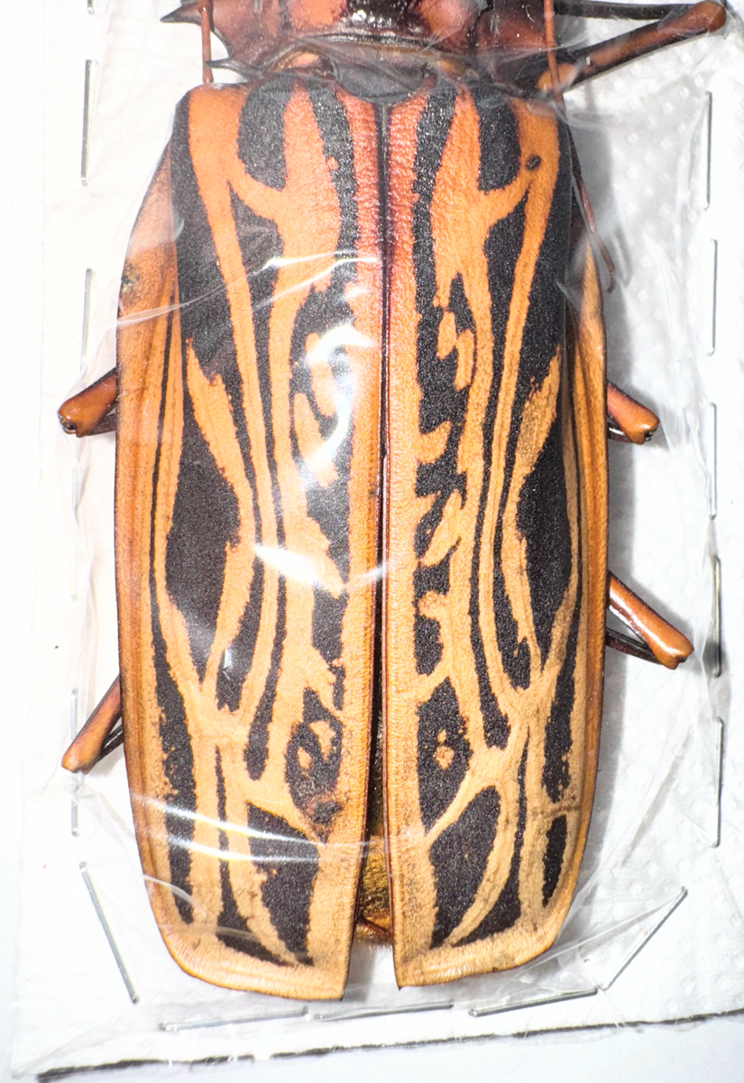 Cerambycidae Macrodontia cervicornis 145mm A1 from PERU - #3031 | eBay
