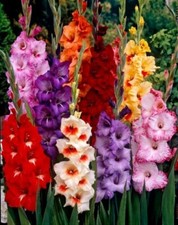 5 - HYBRID GLADIOLUS MIXTURE Flower Bulbs  MAKES GORGEOUS ARRANGEMENTS