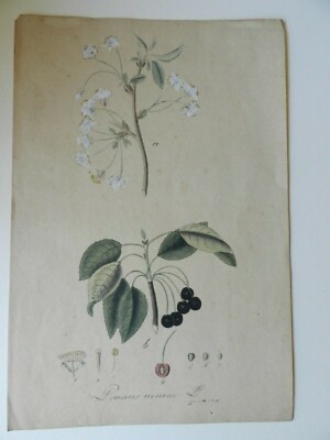 Lithographie Kirschen (Prunus avium) frühes 19. Jhd. handcoloriert