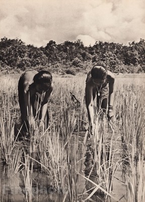 1940 Original BORNEO FEMALE NUDE Women Working Rice Paddy Photo Art By