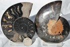 Large Black Ammonite PAIR Deep Crystals 110myo FOSSIL LRG 93mm 3.6"  9395ee — photo 2