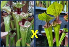 2024 SARRACENIA SEEDS: LUNCHBOX X OREOPHILA ORNATA PURPLE THROAT (UCB X MK017)