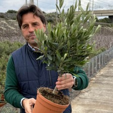Olive Tree Mini Standard plant in a 18cm pot