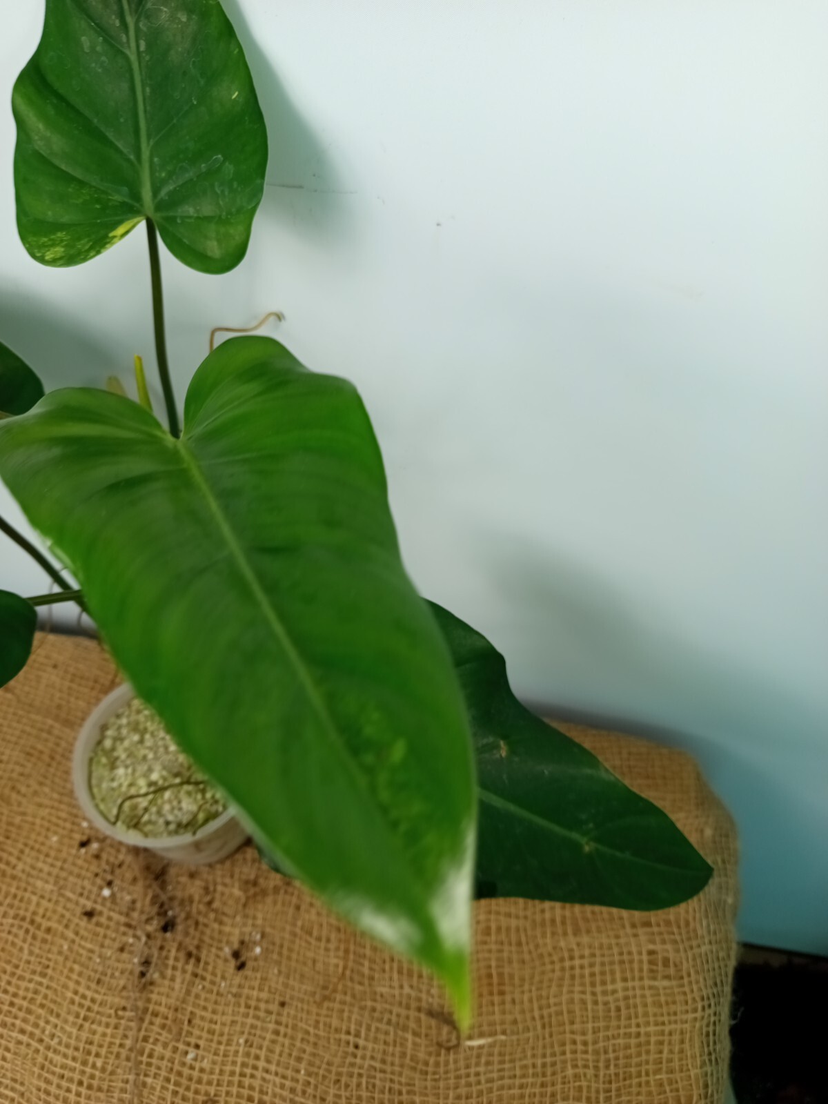 Foto 4 di 5