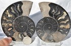 Large Black Ammonite PAIR Deep Crystals 110myo FOSSIL LRG 93mm 3.6"  9395ee — photo 4