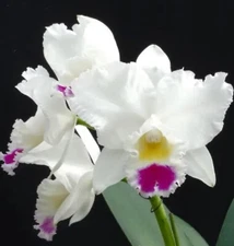 Lc. Pure Soul 'Yutaka Morimoto' Cattleya Orchid Plant Blooming Size 4” Nice