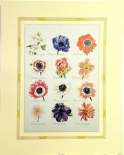 ANEMONE FLOWERS PICTURE STILL LIFE FLORAL SET OF TWO PRINTS 16X20
