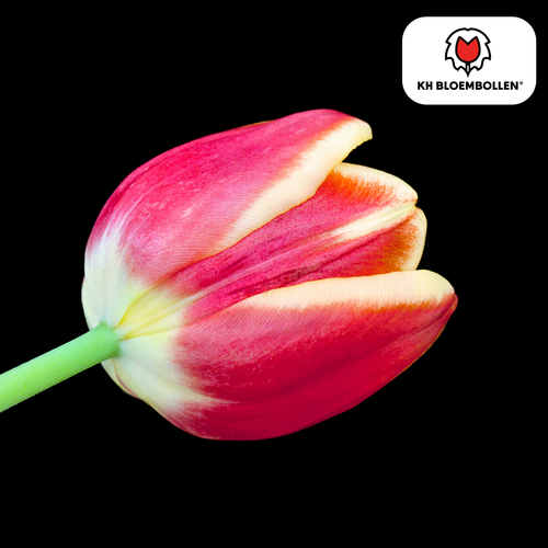 Tulpen Dow Jones – 20 Zwiebeln rot-gelb gestreift, auffällig, für Garten/Topf - Bild 3 von 8