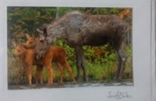 "Moose Hug" Portrait w Matting By Lisa A. Davis Maine 6 X7