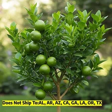Persian (Bearss) Lime Tree 2-3ft Tall Plant Live Citrus Prolific Fruit Bearing