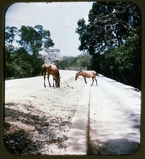 Two starving horses Mexico -  Stereo Realist Slide (#146)