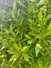 50 Stck. Lorbeerblätter Bio frisch vom Baum