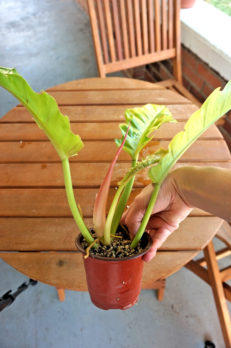 Philodendron Golden Crocodile; 6 planter; Bare-Root Shipping | eBay