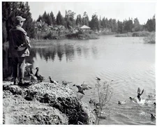 1954 Vintage Photo birds feeding at Animal Sanctuary near Tamiami Trail Florida