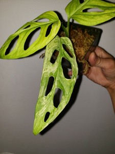 Monstera Adansonii Mint Top Cutting Variegated Rare Aroid Ebay