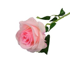 Single Rose for Beautiful Floral Arrangements in Living Rooms and Weddings