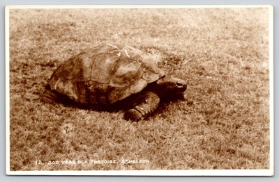 200 year old Tortoise, St Helena postcard