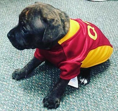 Nrl dog cheap jumpers