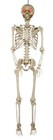 5'5" Halloween Poseable Human Size LED Lighted Skeleton Haunted Party Prop Decor