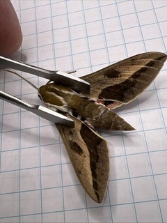 Sphingidae Hyles euphorbiae? WOW Beautiful Color!! SPH 105 Coll. 2025 Sk Canada