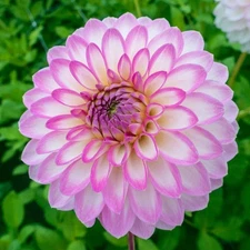 1 - ARBATRAX Decorative Dahlia Bulb Tuber Clump - PROLIFIC PERENNIAL BLOOMER