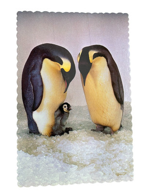 Two Emperor Penguins & Chick Sea World Calif 4x6 Postcard