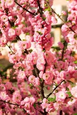 10 FLOWERING ALMOND Prunus Triloba Plum Rose Tree Double Pink Flower Shrub Seeds