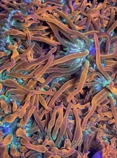 CORAL COMBO PACK Rainbow Bubble Tip Anemone 2-4 inch & Rainbow Clove Polyp Frag