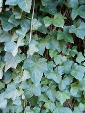 12 10'  12' Long English Ivy Healthy Vines w/ Leaves approx.1" to 3" FRESH CUT