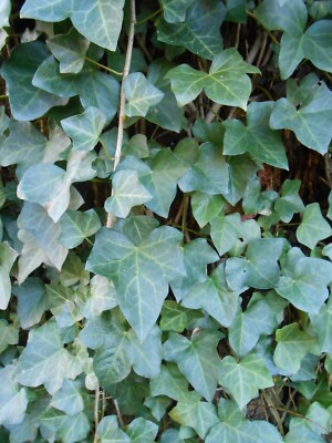 12 10' ~ 12' Long English Ivy Healthy Vines w/ Leaves approx