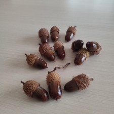 50 Pcs Hand Polished Real Dried Big Acorns  Natural Cleaned and Baked Acorns