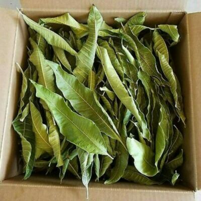 Organic Dried Mango Leaves Natural Fresh Healthy Leaves Herbal Tea Powder