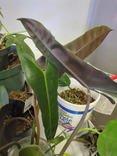 philodendron Billietiae x atabapoense