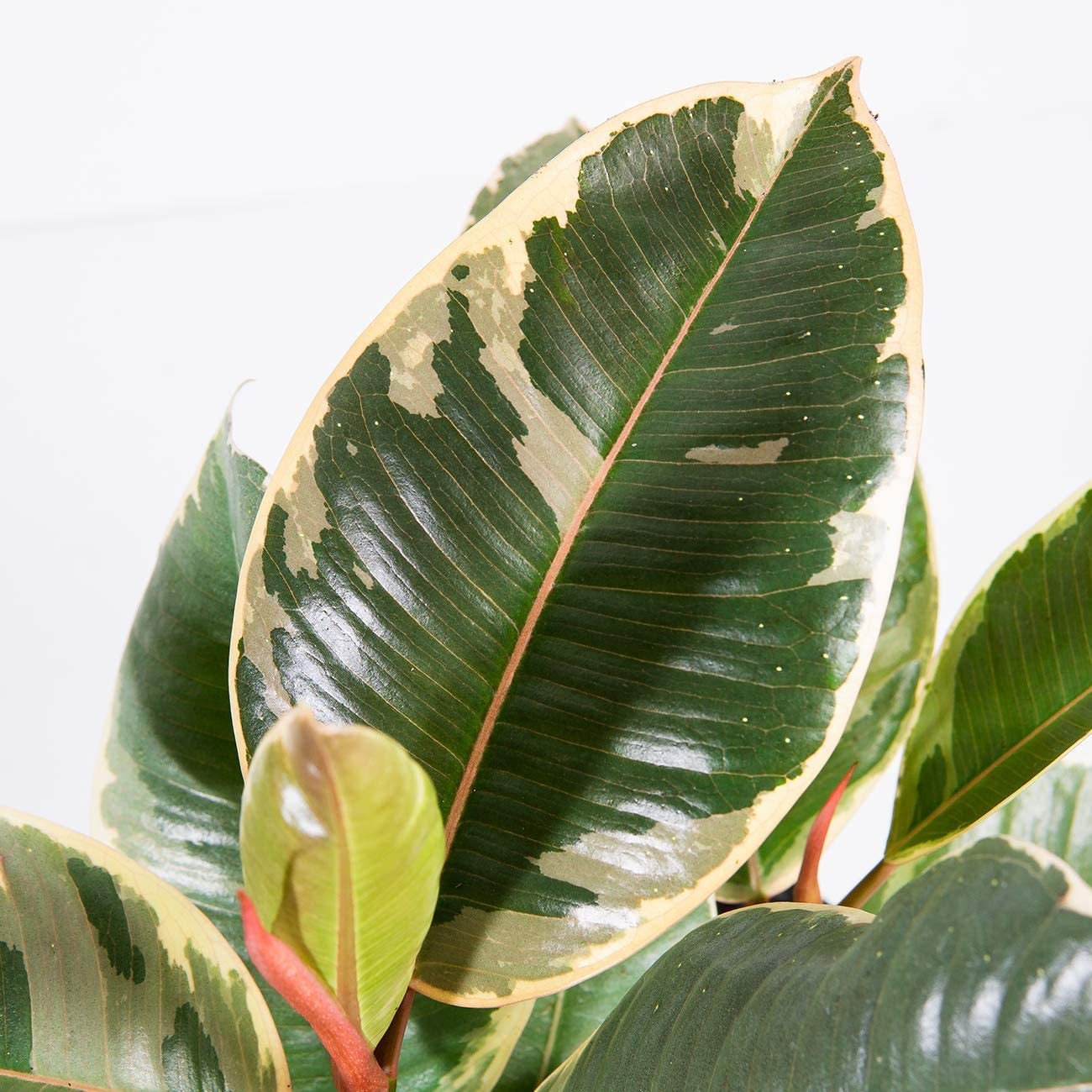 Variegated Rubber Plant | Ficus Elastica 'Tineke' | Live Indoor Houseplant | Uni