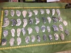 Lot of 42 Atlantic Oyster Shells 6 To 3.5 Inch Long Craft Art Collect￼ — photo 1
