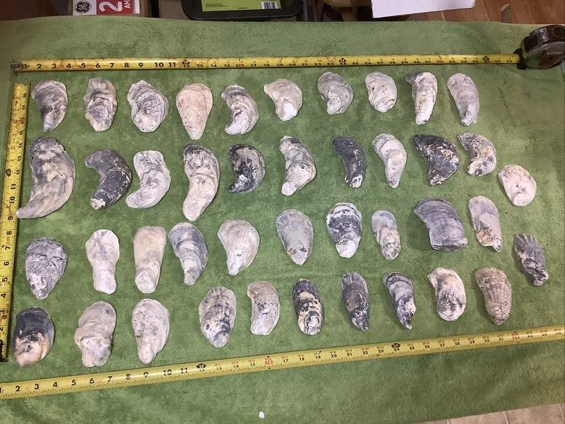 Lot of 42 Atlantic Oyster Shells 6 To 3.5 Inch Long Craft Art Collect￼