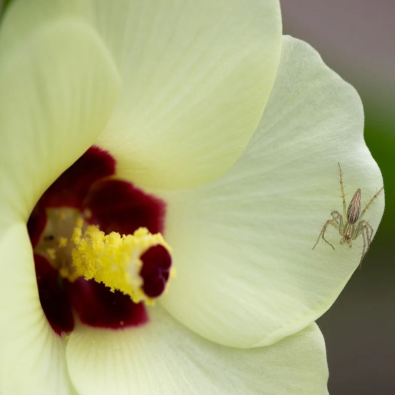 Hibiscus sabdariffa (Giant White/Maple-Leaf Roselle) SEEDS •Garden Flowers RARE - Image 3 of 4