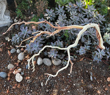 Manzanita Driftwood 26" Aquascaping Aquarium Home Decor