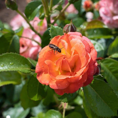 1 Gal. Orange Glow Rose Bush with Orange Flowers - Picture 3 of 11