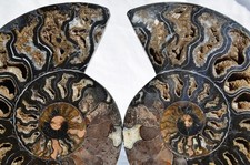 Large Black Ammonite Pair Crystals 110myo Dino age FOSSIL XXL 165mm 6.5" 9547ee