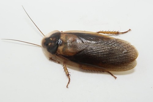 Adult Male Dubia Roaches - 第 1/1 張圖片