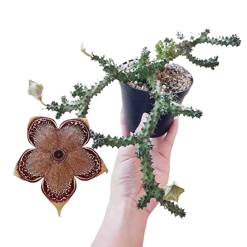 6CM Succulent Cactus Plant Edithcolea Grandis(Multi-Heads)Home Garden Beautiful